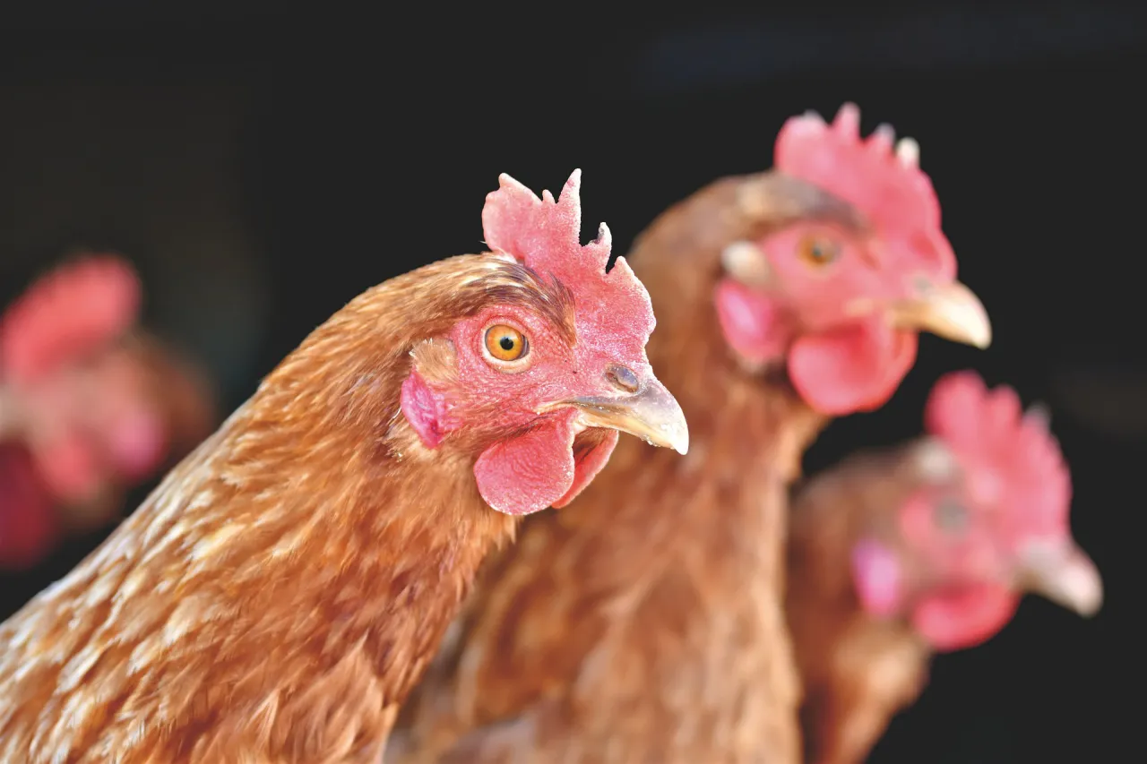 Adoptez des poules