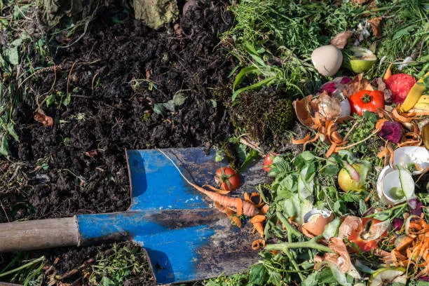 Distribution gratuite de compost 