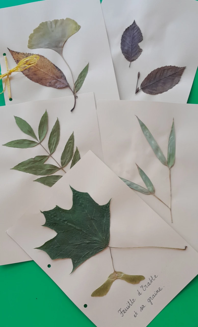 Crée ton propre herbier