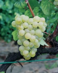 Exposition : Vignes en Champagne : innovations et encépagement, une épopée collective