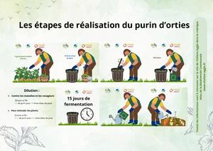 Purin d\'orties et Association de plantes