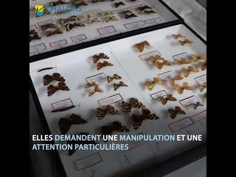 La restauration des papillons